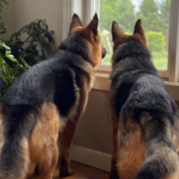 Meet your Posher, Audrey - Picture 8 of 14